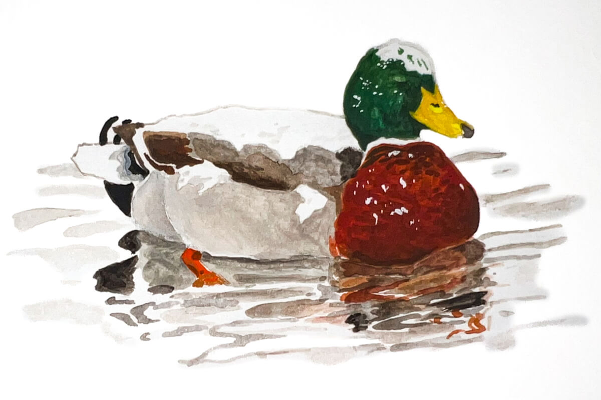 Mallard drake in winter. Illustration by Katie Tucker, DUI